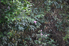 Rosa leschenaultiana